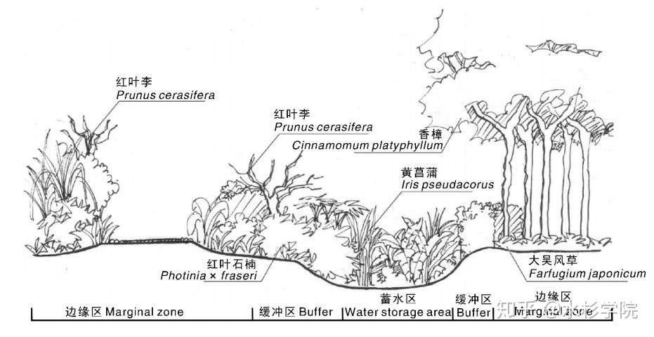 水杉学院 专栏篇 十一 雨水花园植物配置 知乎