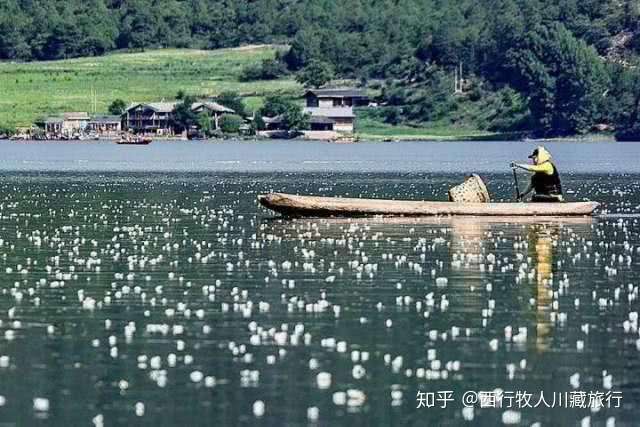 每年七月初正是泸沽湖 水性扬花 海菜花开之时 画面美的要命 知乎