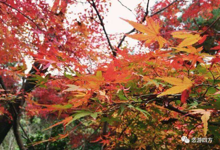 日本 京都赏秋 万叶和歌你见过那或一般的场景吗 知乎