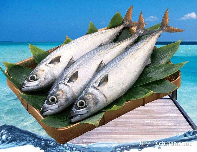 威海运都 海洋里的 狼群 鲭鱼 知乎