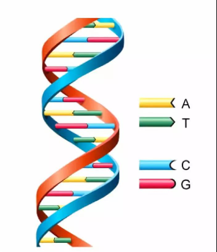 双链DNA简图图片