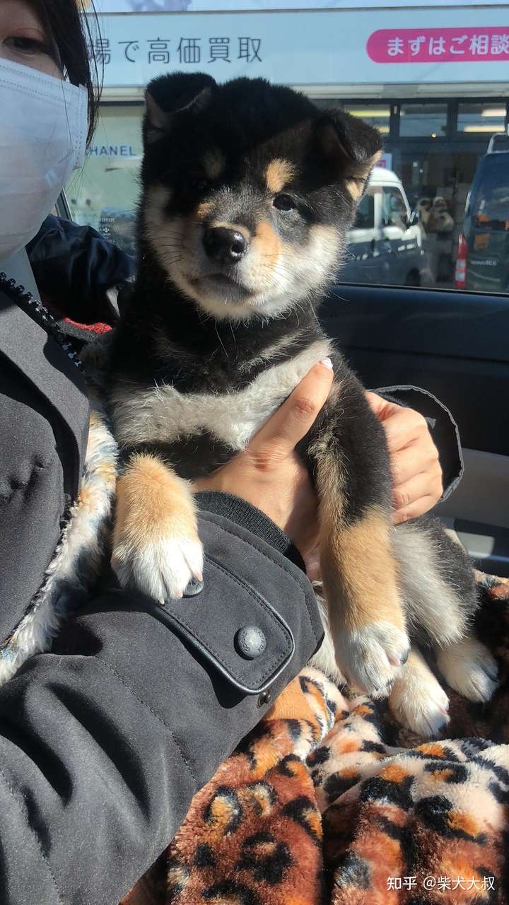 是小黑柴,并不是" 看着像串儿"  柴犬最好是能看到父母犬 和血统证