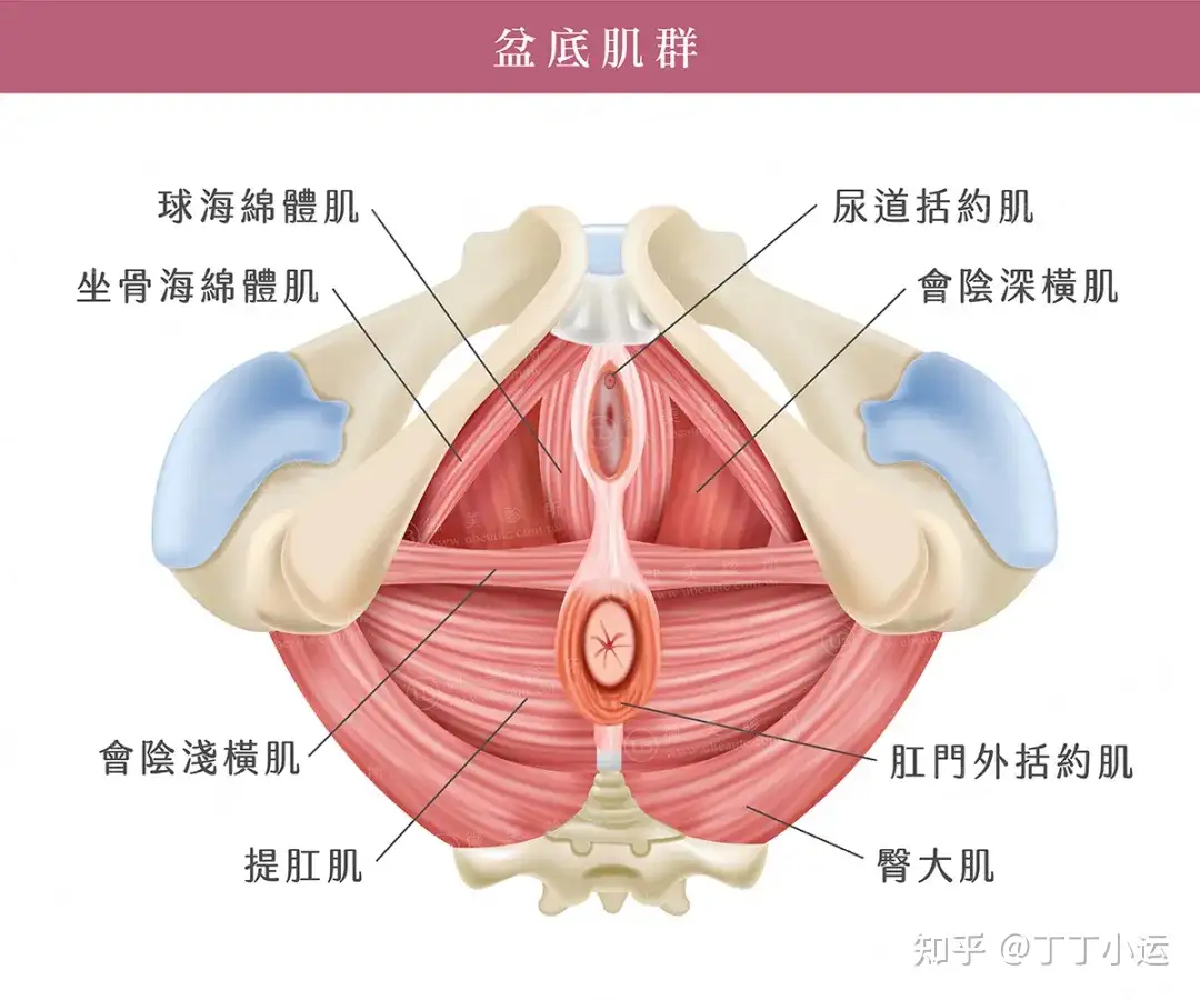 射精 肌