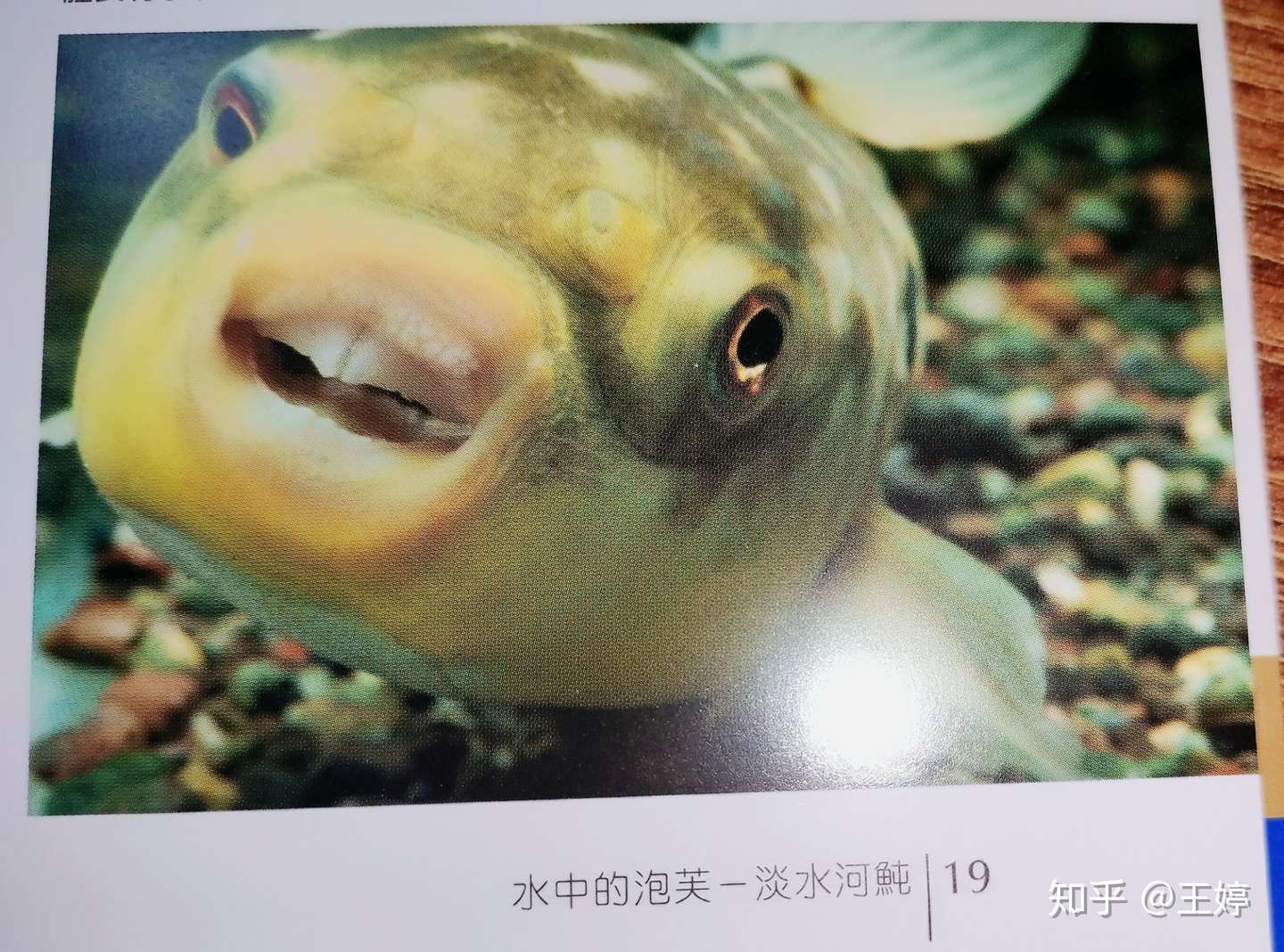 水族书籍推荐 水中的泡芙 淡水河鲀 知乎