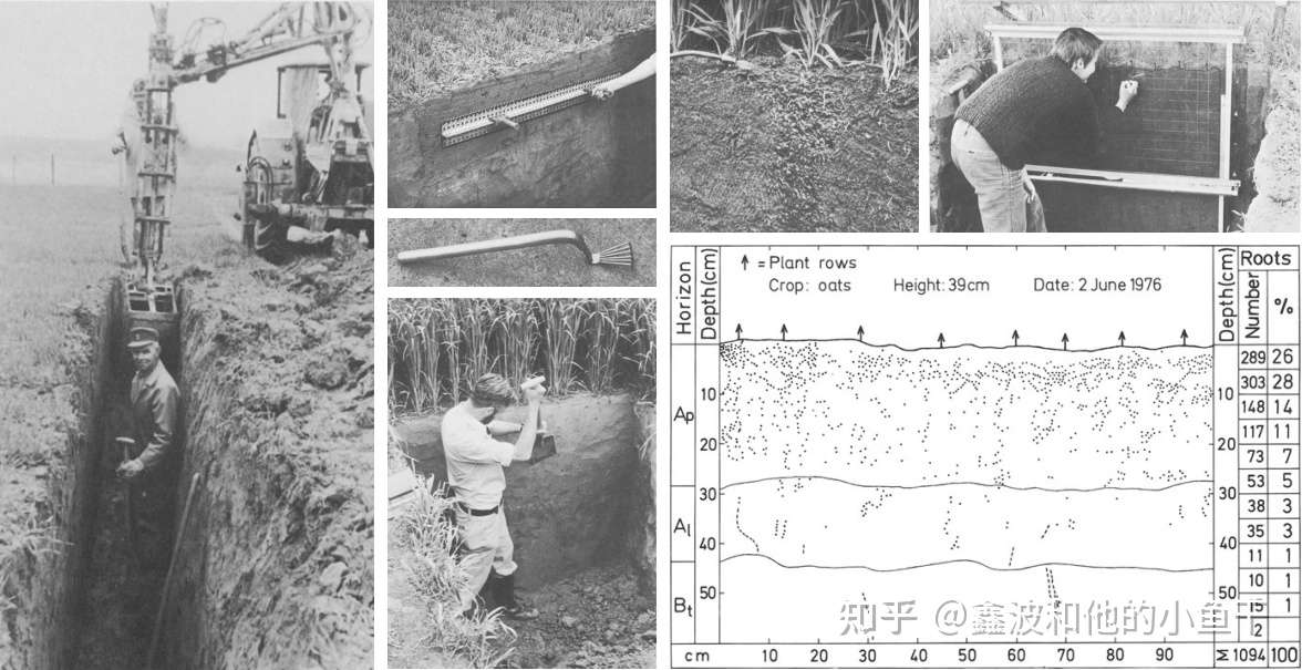 植物根系的研究方法 知乎