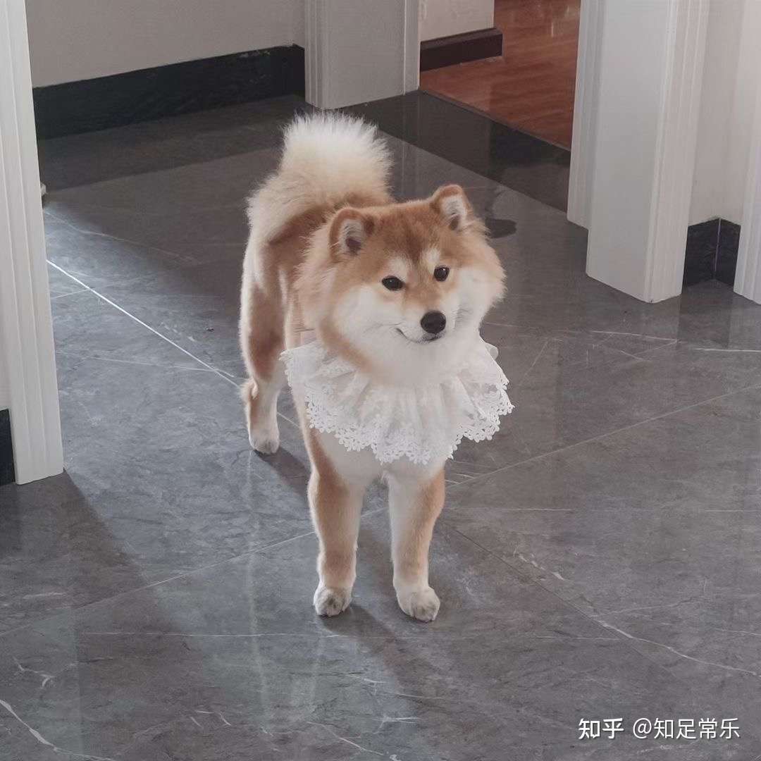 长毛柴犬 长毛柴 柴犬 我要为自己正名 知乎