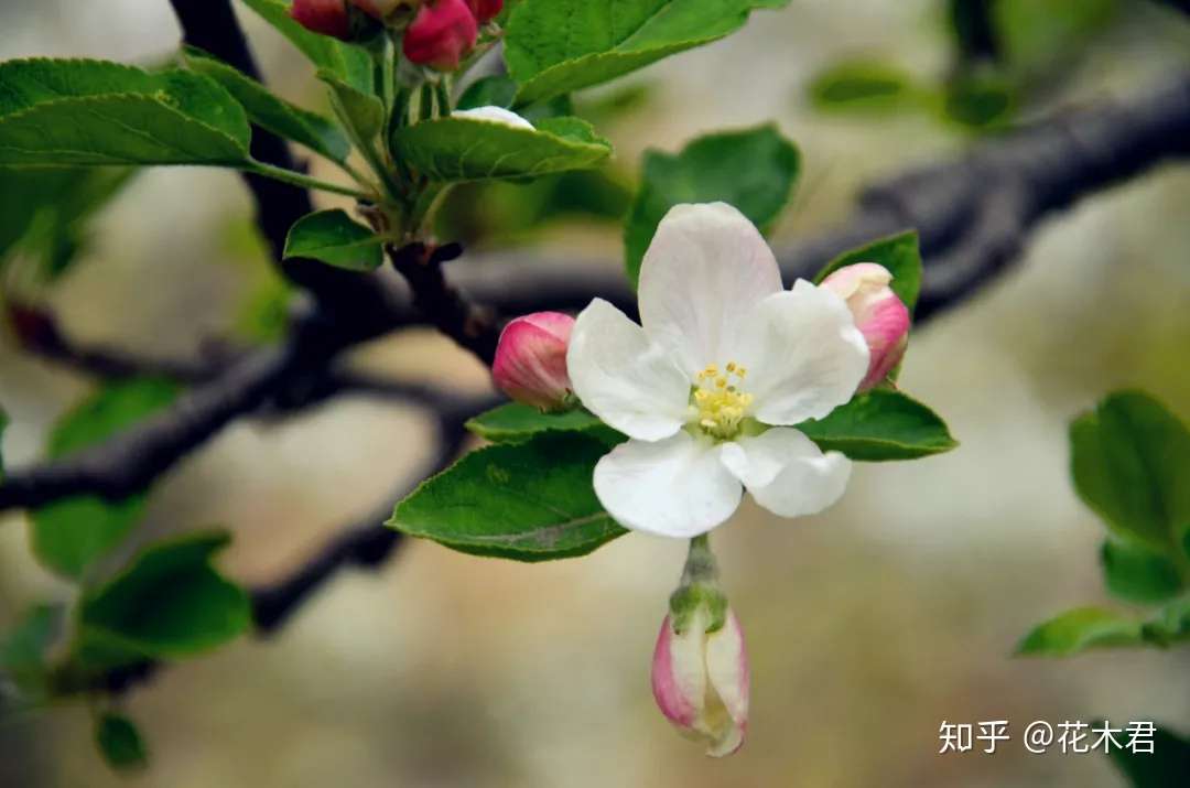 苹果古代叫柰 林檎 頻婆果等 其历史演变过程非常有趣 知乎