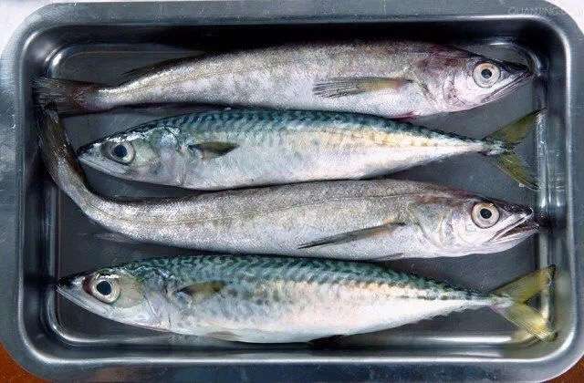 喵的,鲭鱼,鲐鱼,鲅鱼如何区分?
