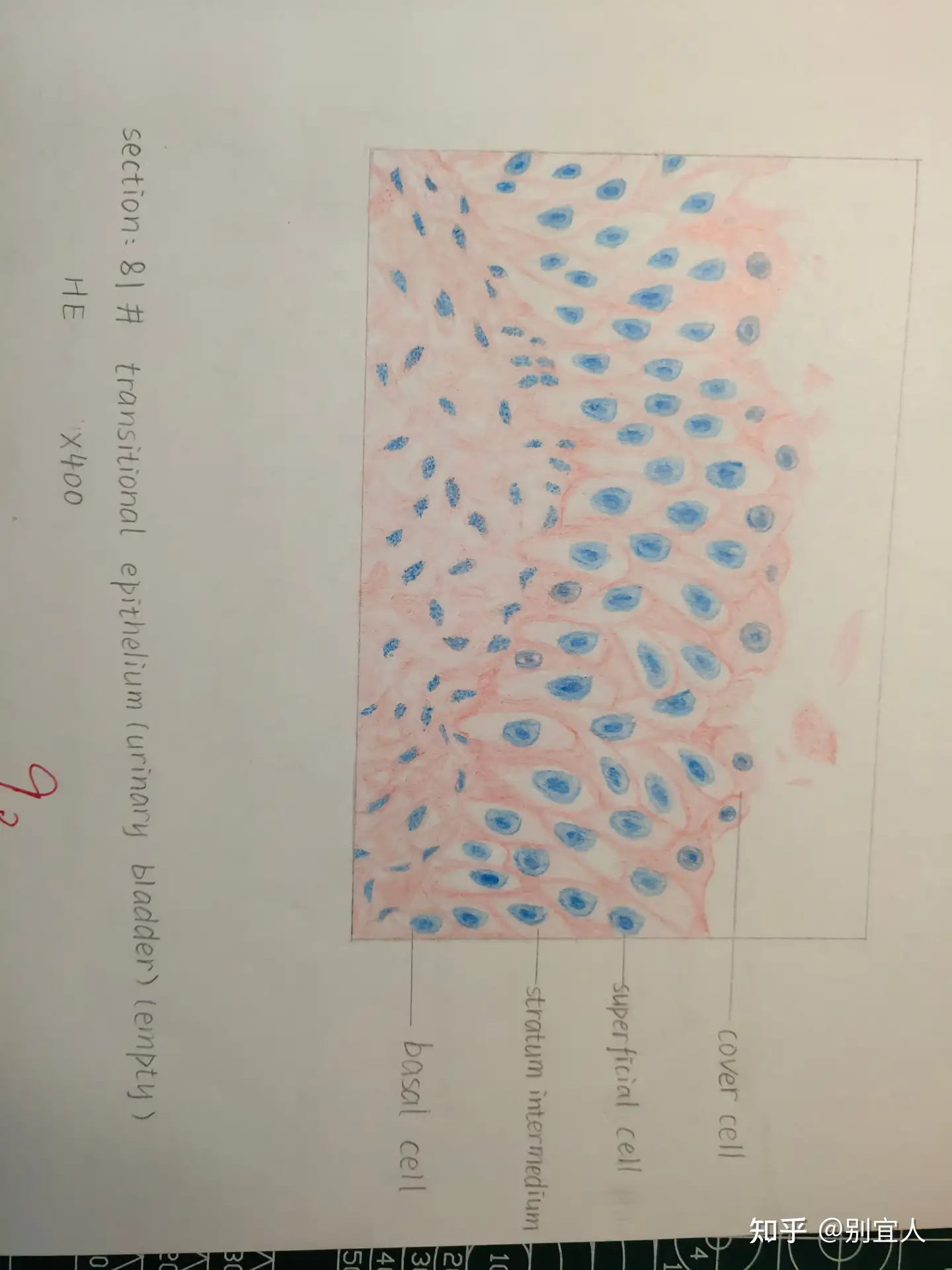 记录自己的组胚绘图作业（大多都是红蓝铅笔，HE染色） - 知乎