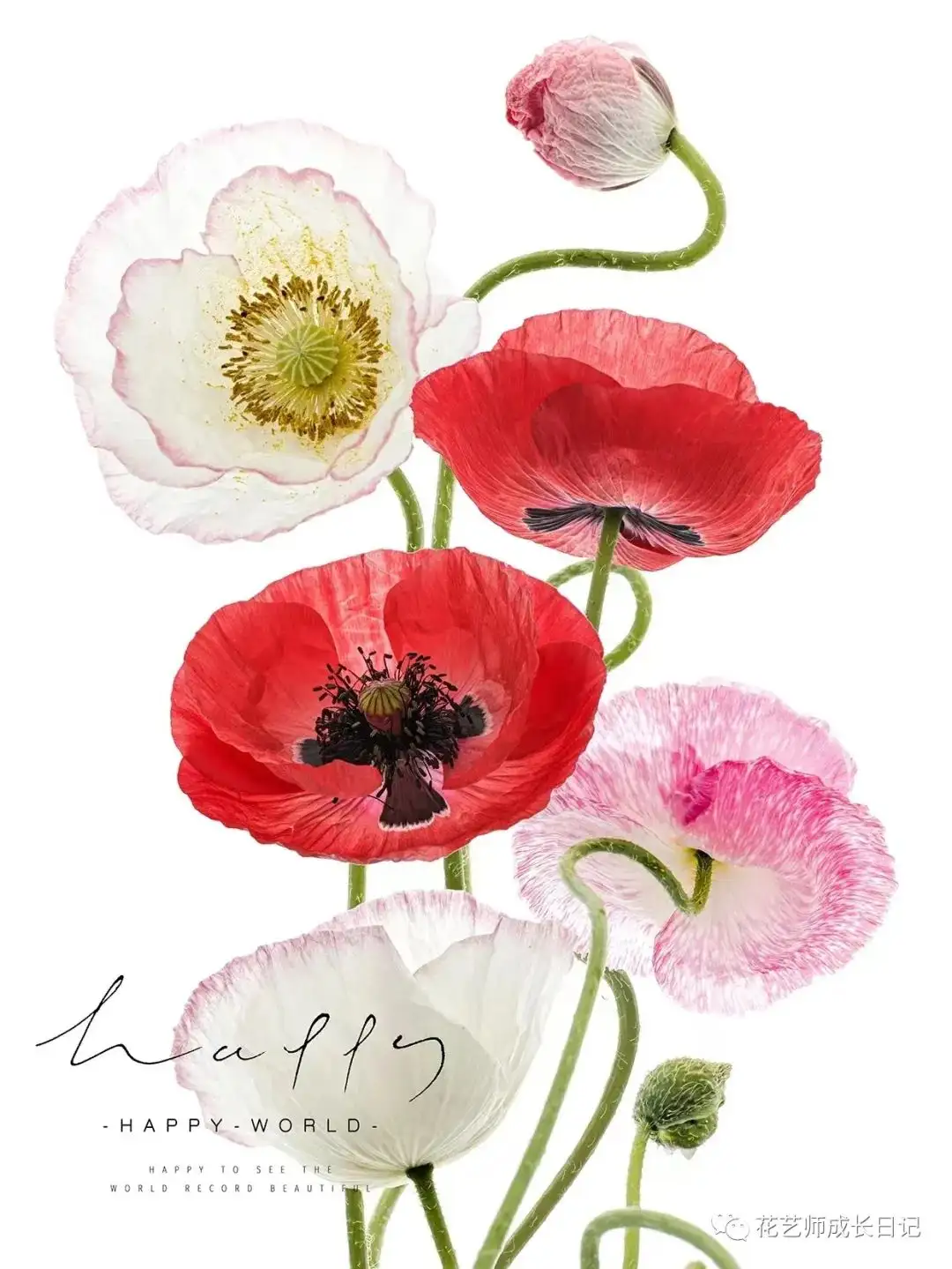 每日一花 雪莉虞美人 你永远不知道下一朵开出什么花 Vol 42 知乎 每日一花 雪莉虞美人 你永远不知道下一朵开出什么花 Vol 42 知乎