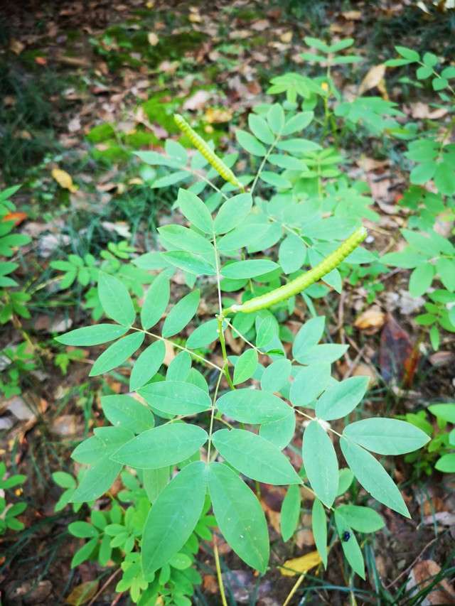 金秋十月 又是一年 决明子 开花时 好美 知乎