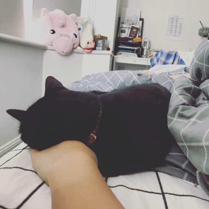 最后给你看看我的猫猫,这是他现在会自己到床上来枕着我的手睡觉.