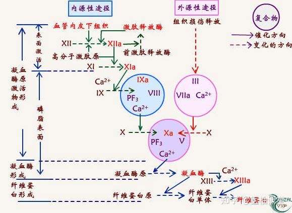 凝血七项的临床意义 知乎