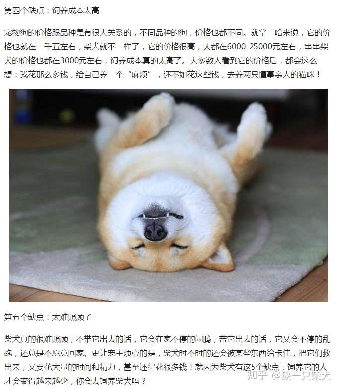 柴犬真的像网上说的有那么多缺点吗 真正的养柴人是这样说的 知乎