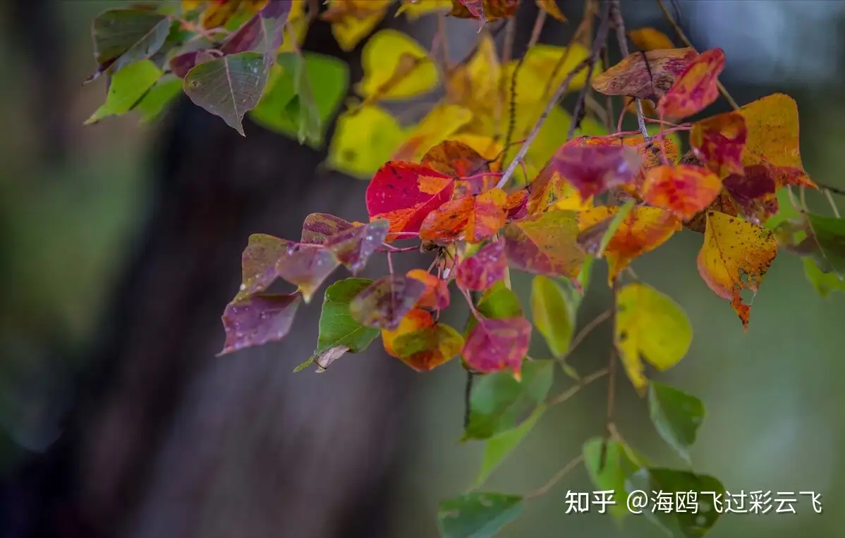 纷纷坠叶飘香砌。夜寂静，寒声碎- 知乎