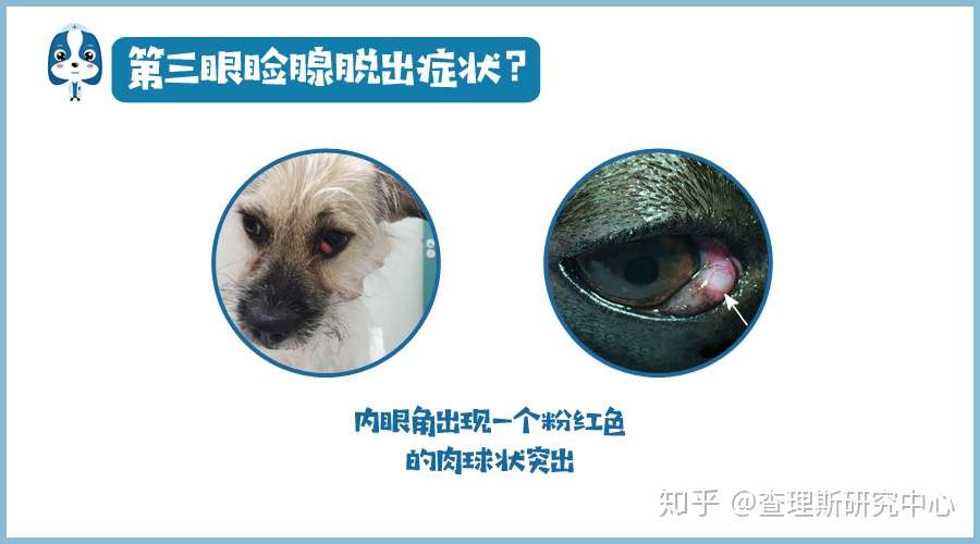 第三眼睑腺脱出 毛孩子内眼角长出一个红色小肉球是怎么回事 知乎