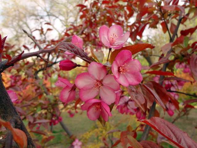 13个品种的海棠 叫出来超过3种名字的都很少 知乎