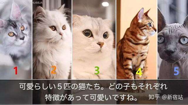 猫奴国日本教你选猫咪看性格 知乎