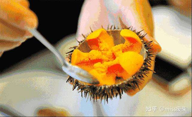海胆专门店 全攻略 如何优雅地把 生殖腺 吃到高潮 知乎