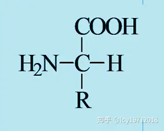 为什么生化与有机对手性的命名方法不同? - 知乎