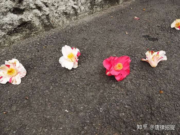椿花 山茶花 日本庭園中必不可少的花 知乎
