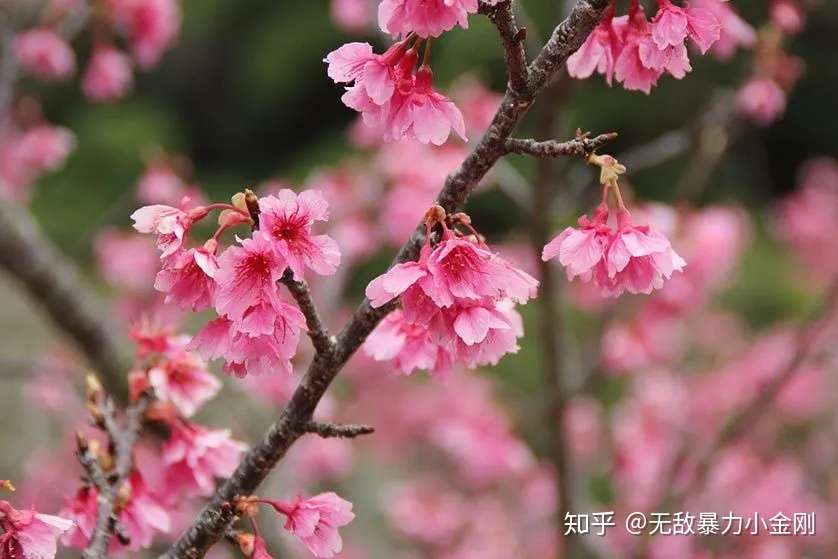 京都庭园追樱大赏 这里的樱花绝不能错过 知乎