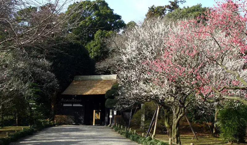 春天的日本 除了樱花 还有这种花一定要看 知乎