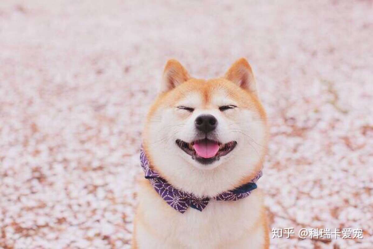 柴犬聪明吗 柴犬智商分析 科瑞卡科普 知乎