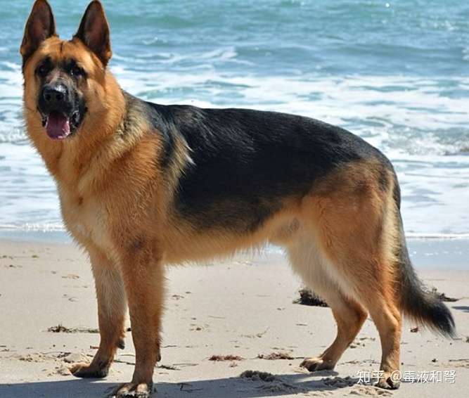 德国牧羊犬都有哪些毛色 知乎
