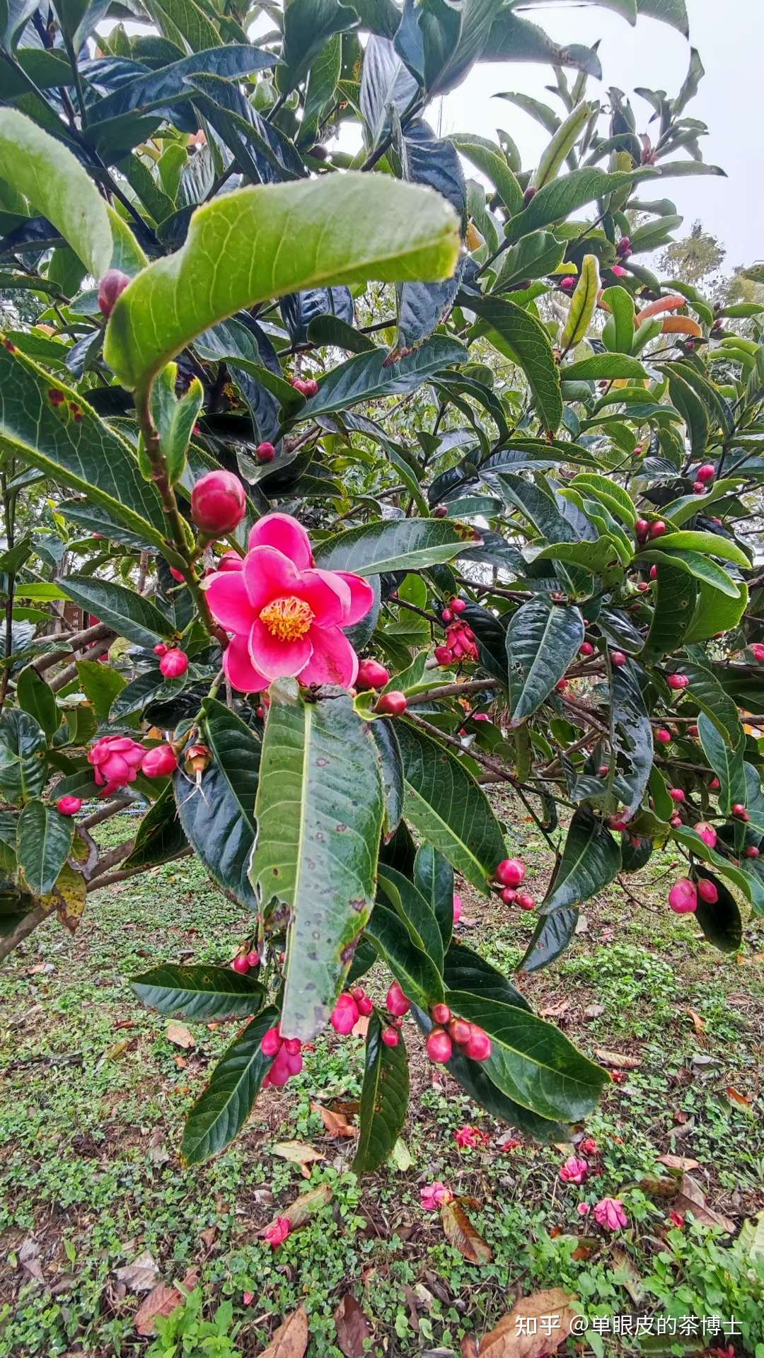 单眼皮的茶博士 的想法: 油茶花,抱茎茶花,可可茶花 - 知乎