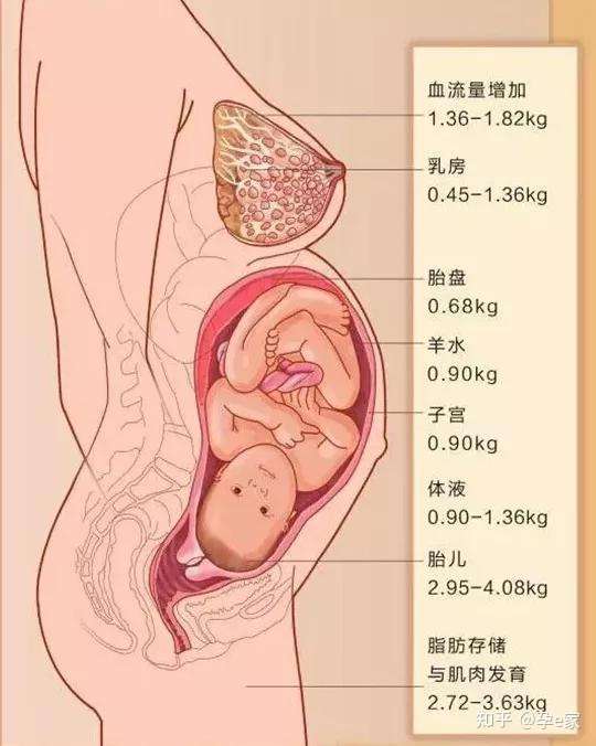孕期体重涨多少斤最好 快来对照一下你超标没 知乎