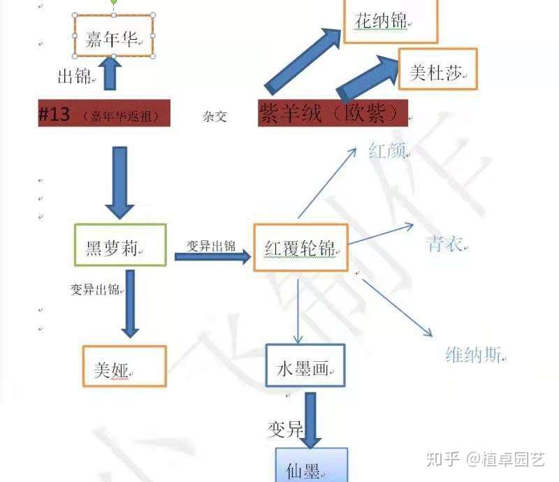 红覆轮家族史以及品种辩识 知乎