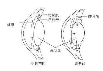 首先,我们要弄清什么是调节,什么是辐辏(又称集合),他们有什么关系,这