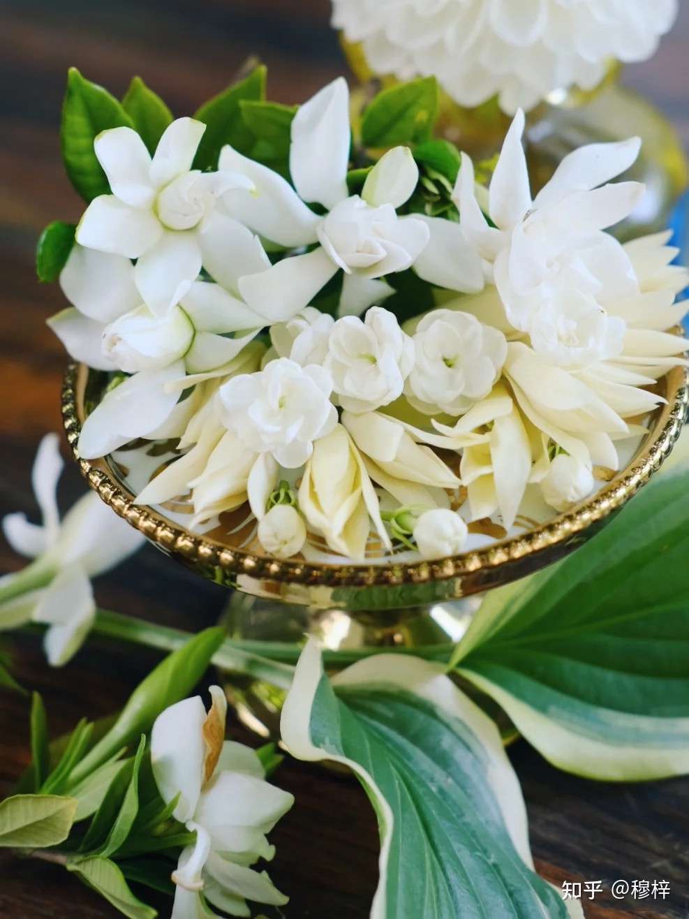 栀子花 白兰花 茉莉花 初夏三白 知乎