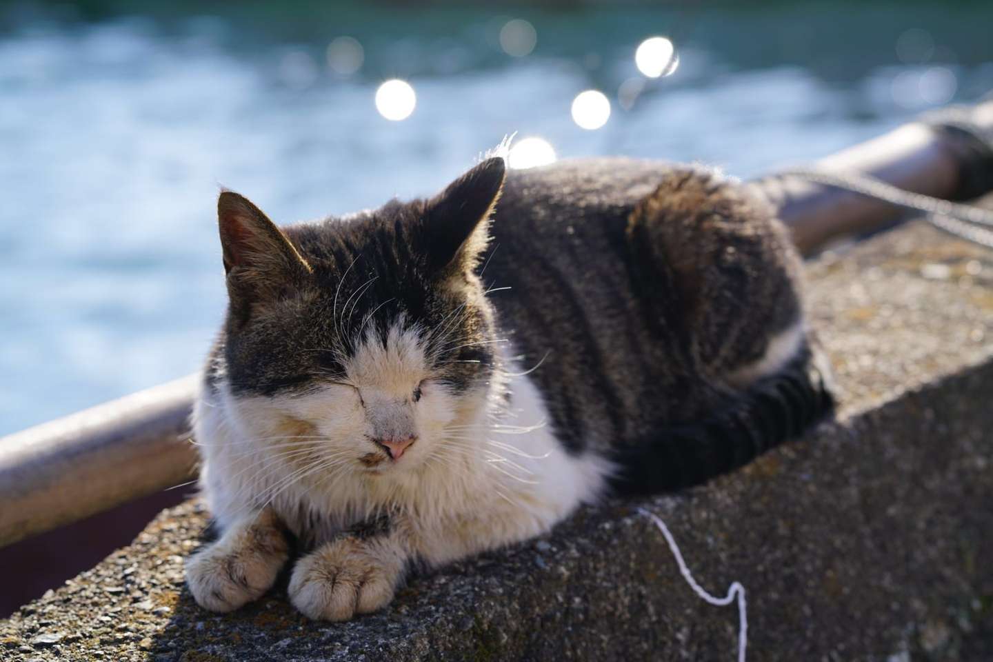 1000以上琵琶湖猫 人気の王朝の壁紙hd