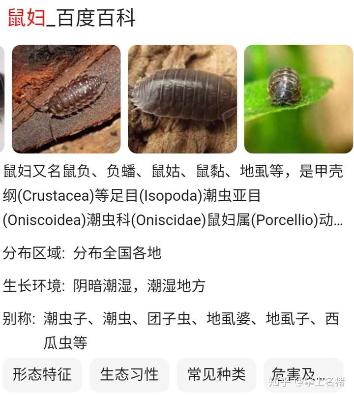 最近家里有这种虫子 这是什么虫子 怎么灭 急急急?