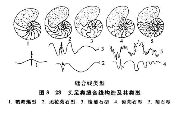角石,菊石,笔石,箭石,鹦鹉螺有什么区别?