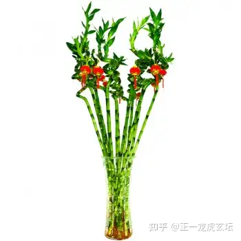 深圳风水大师耶朗谈富贵竹开运法 - 知乎