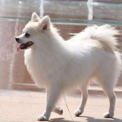 中型德国尖嘴犬(英文名:medium size spitz),别名中型德国狐狸犬,原