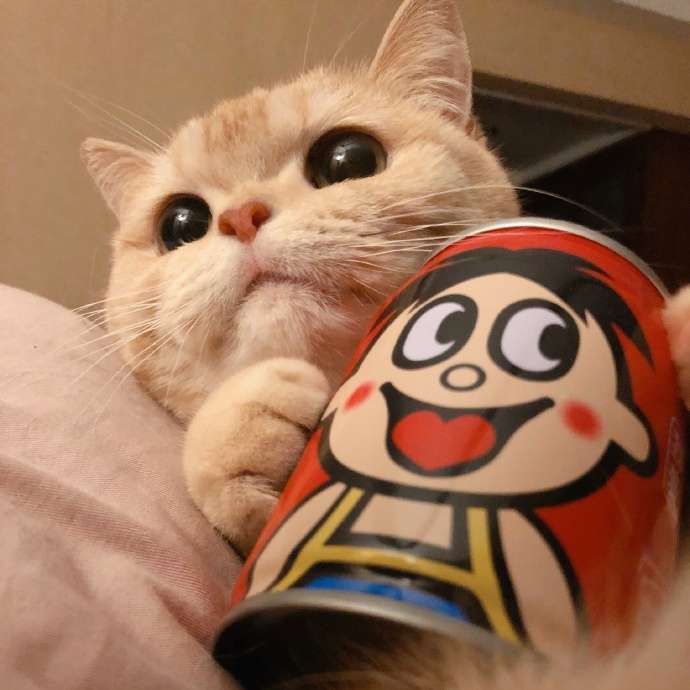 可爱的猫猫头像 知乎