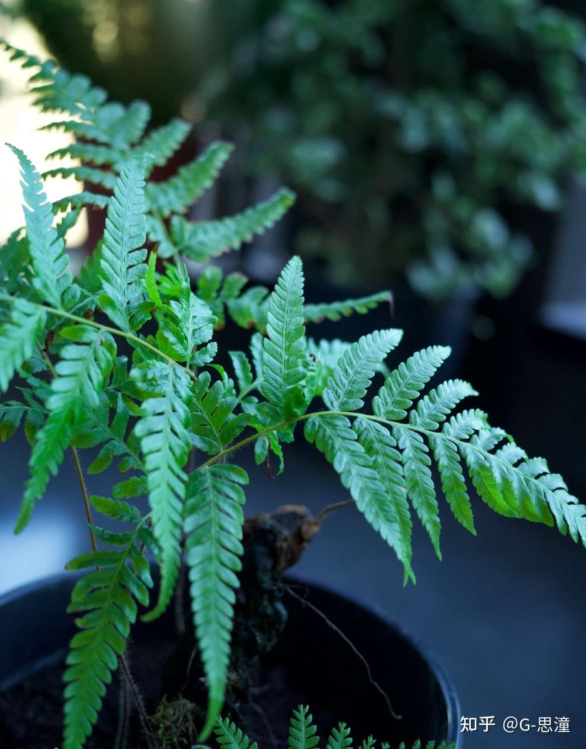 种自己的花 爱自己的宇宙 知乎