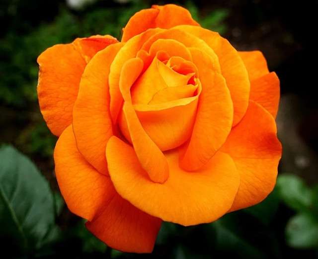 秋冬必养橙色月季冬日里的暖色调点亮花园