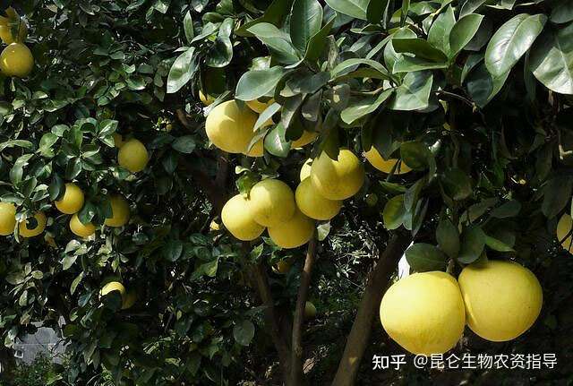 柚子壮果肥上什么肥好 柚子怎样让果实快速膨大 柚子果实增甜着色膨果防晒叶面喷施 调色师 知乎