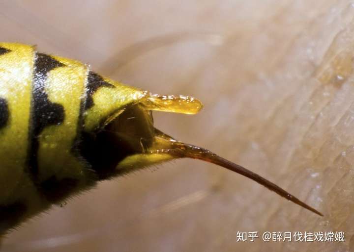 蜜蜂蛰人后会死掉,那它知道这回事吗?要是知道它还会蜇人吗?