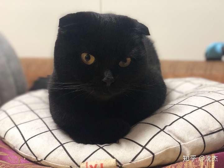 家里养了一只黑猫是一种什么样的体验?