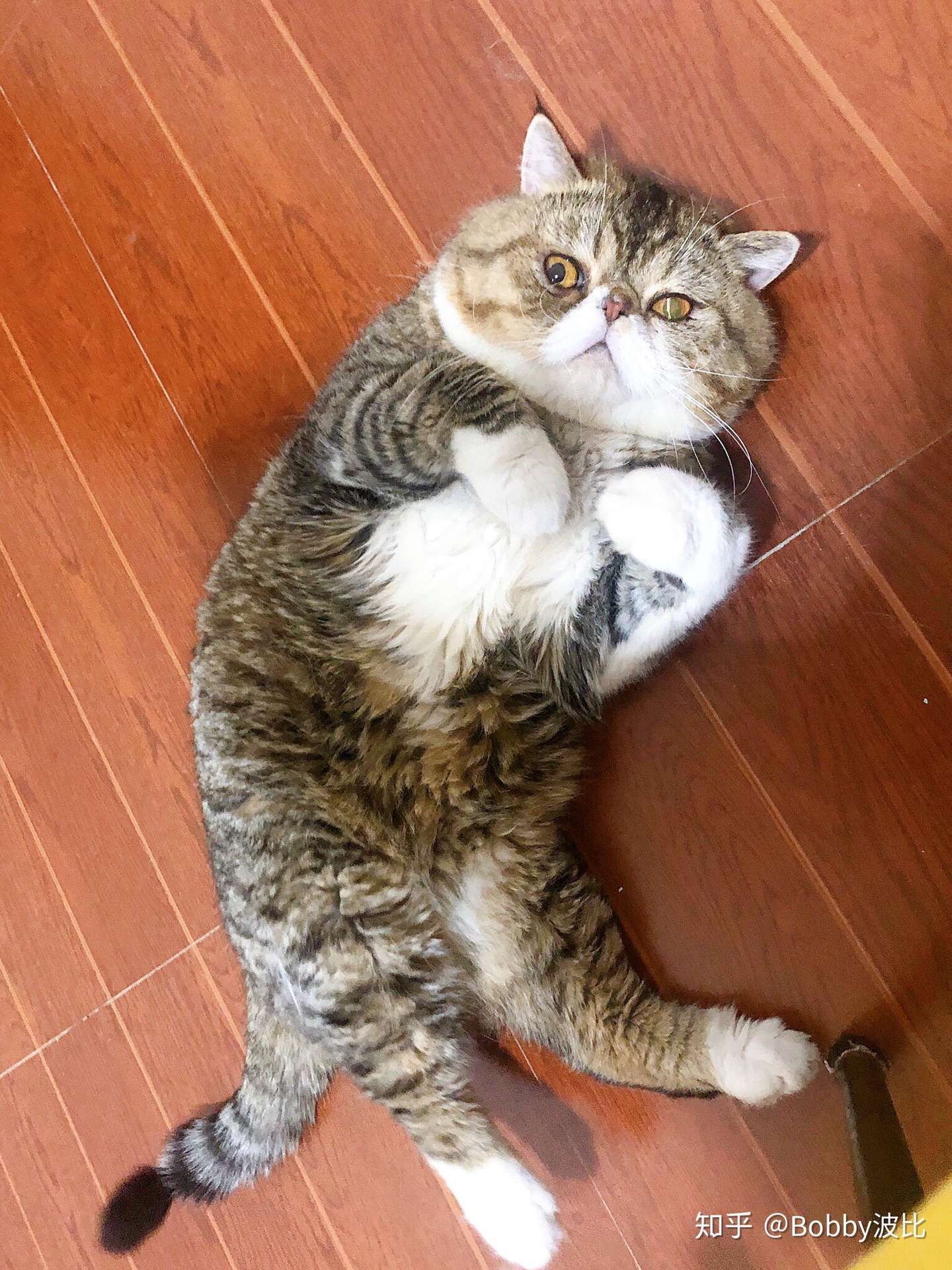 披着海参皮的猪猫了解一下 知乎