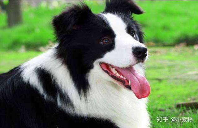 忽悠 我养边境牧羊犬的人 你们真把我害苦了 知乎