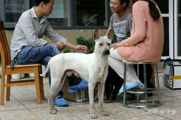 本犬纲目 中国本土狗品种大全 知乎