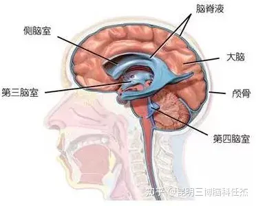 我们的大脑有两套循环系统:血液循环系统和提供营养的脑脊液循环系统