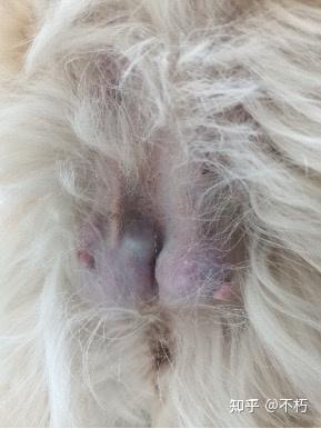 狗狗乳房肿胀图片